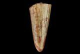 Fossil Phytosaur (Machaeroprosopus) Tooth - New Mexico #133279-1